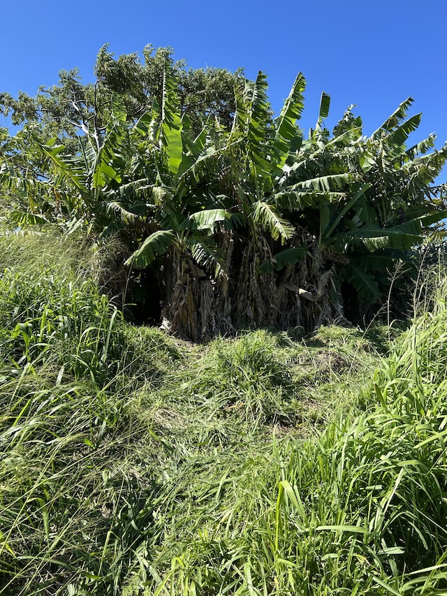 39-3195 Old Mamalahoa Hwy, Ookala, HI 96774 - photo 9