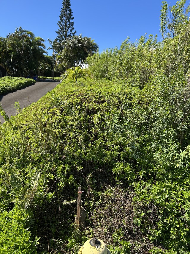 39-3195 Old Mamalahoa Hwy, Ookala, HI 96774 - photo 13