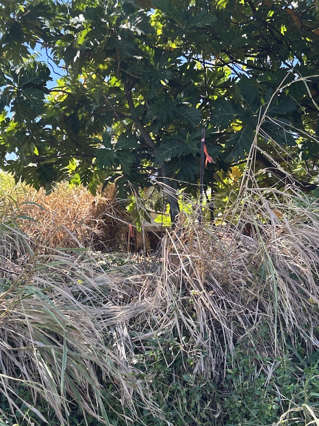 39-3195 Old Mamalahoa Hwy, Ookala, HI 96774 - photo 14