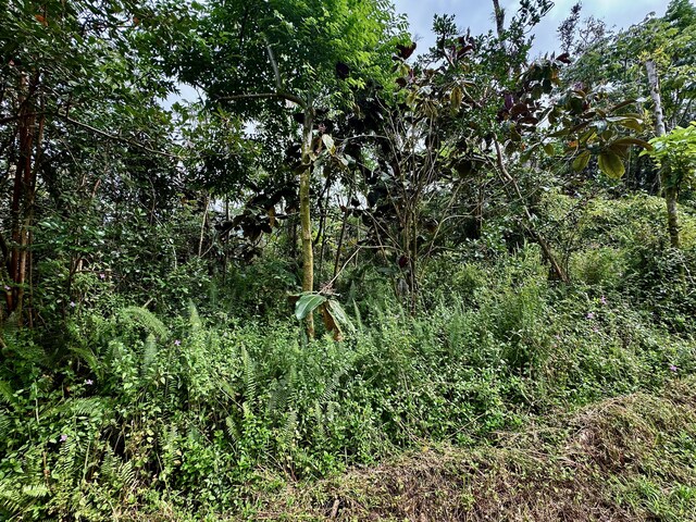 Nohea St, Pahoa, HI 96778