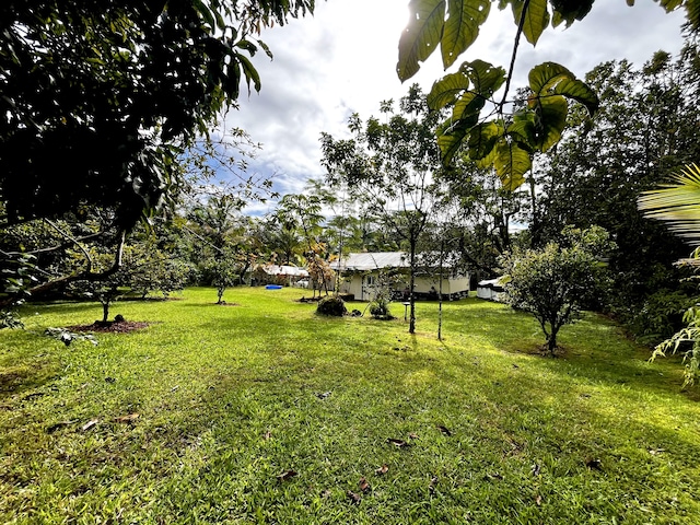 14-3473 Mauna Kea Rd, Pahoa, HI 96778 - view of green lawn