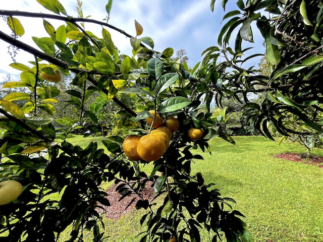 14-3473 Mauna Kea Rd, Pahoa, HI 96778 - exterior view