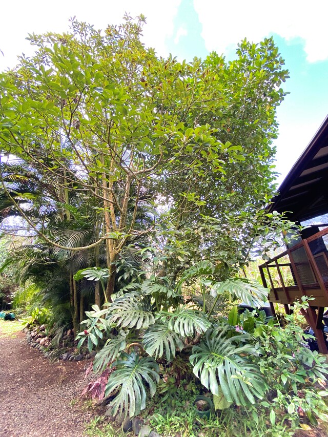 14-3527 Hawaii Rd, Pahoa, HI 96778 - view of yard
