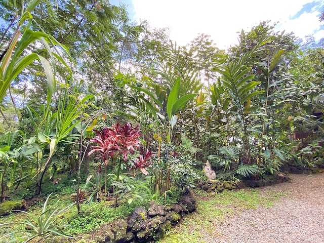 14-3527 Hawaii Rd, Pahoa, HI 96778 - view of yard