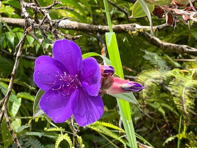 15-243 Puni Makai Loop, Pahoa, HI 96778