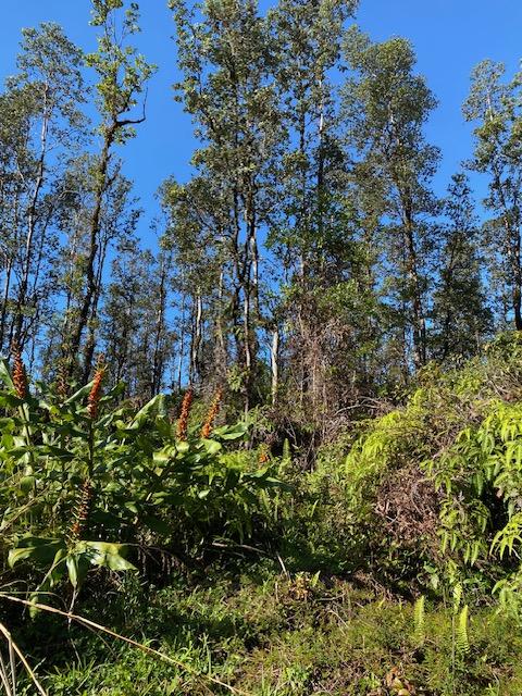 16-1023 Ale Rd, Mountain View, HI 96760 - photo 16