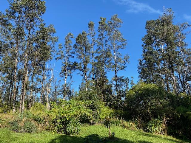 16-1023 Ale Rd, Mountain View, HI 96760 - photo 23