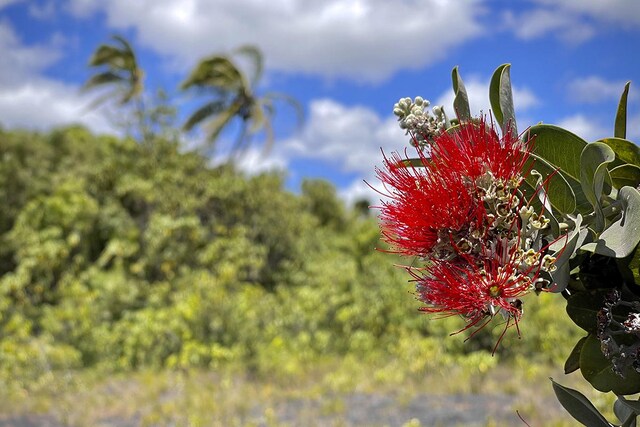 12-4786 Kaimu Chain Of Craters Rd, Pahoa, HI 96778 - photo 4
