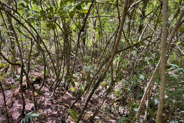 12-4786 Kaimu Chain Of Craters Rd, Pahoa, HI 96778 - photo 6