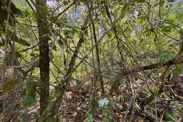 12-4786 Kaimu Chain Of Craters Rd, Pahoa, HI 96778 - photo 16