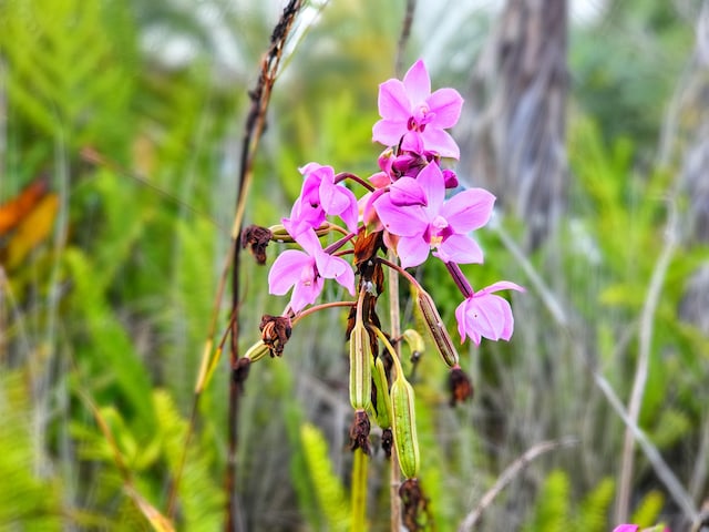 Kalaunu St, Pahoa, HI 96778 - photo 17