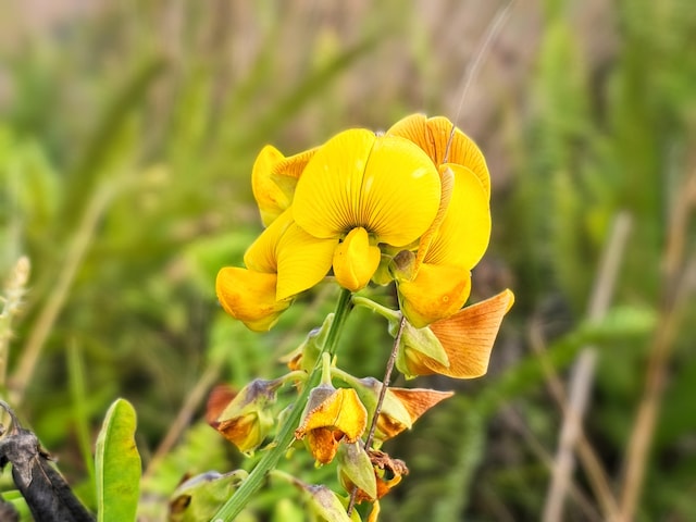 Kalaunu St, Pahoa, HI 96778 - photo 18