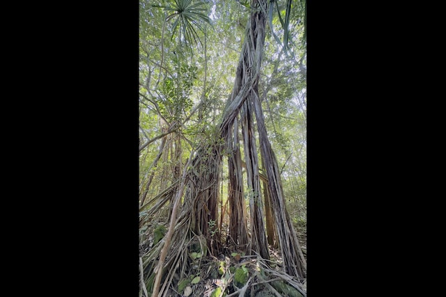 Kilika Rd, Keaau, HI 96749