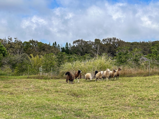 94-2088 S Point Rd, Naalehu, HI 96772 - view of yard