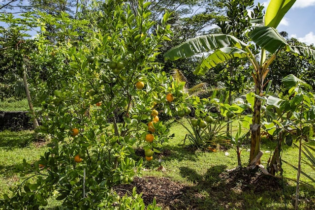15-1798 20th Ave, Keaau, HI 96749 - view of nature