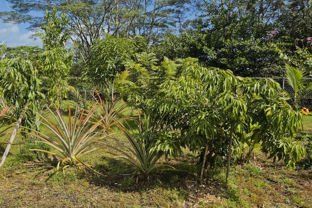15-1798 20th Ave, Keaau, HI 96749 - view of undeveloped land