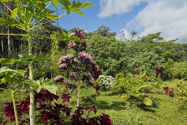 15-1798 20th Ave, Keaau, HI 96749 - view of yard