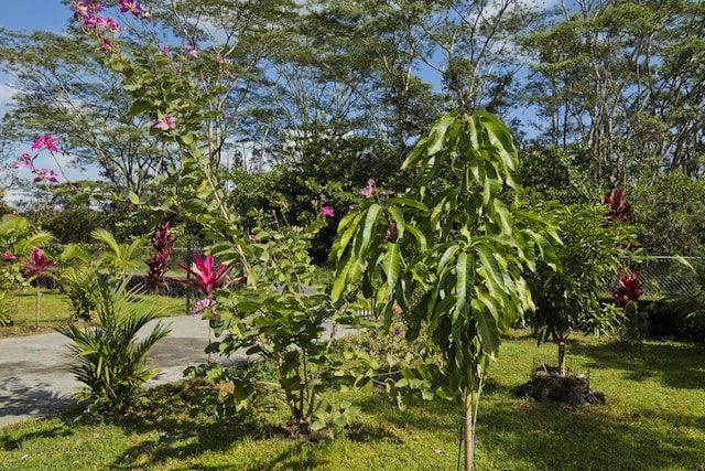 15-1798 20th Ave, Keaau, HI 96749 - view of yard