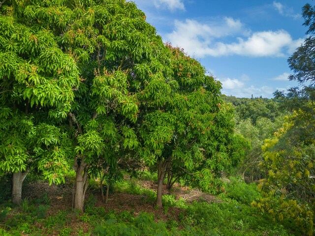 Apopo Rd, Kapaa, HI 96746 - photo 5