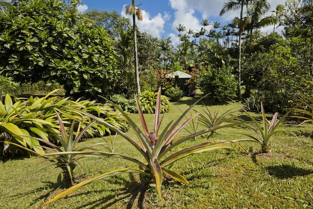 13-3571 Pomaikai St, Pahoa, HI 96778 - exterior view