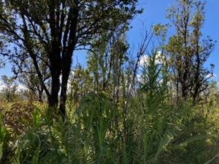 Laupaka Rd, Volcano, HI 96785