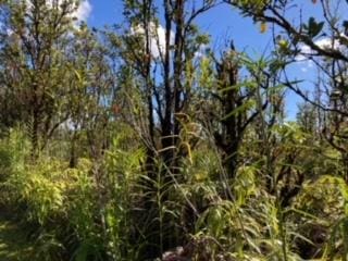 Laupaka Rd, Volcano, HI 96785