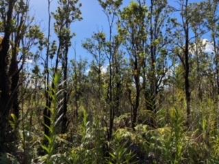 Laupaka Rd, Volcano, HI 96785