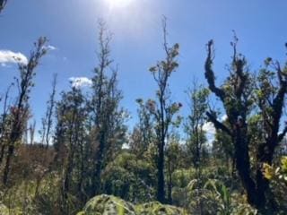 Laupaka Rd, Volcano, HI 96785