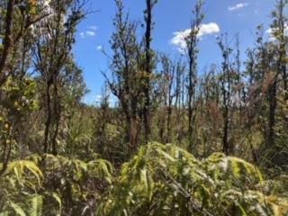 Laupaka Rd, Volcano, HI 96785