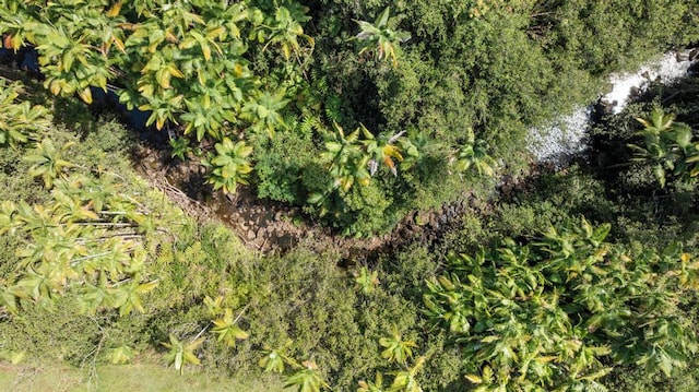 29-2584 Kaiwiki Homestead Rd, Hakalau, HI 96710 - photo 7