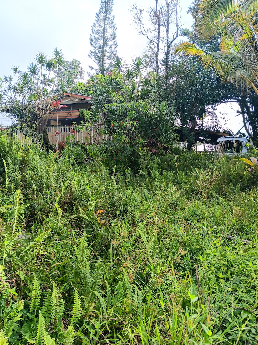 16-2062 Hapuu Dr, Pahoa, HI 96778 - view of yard