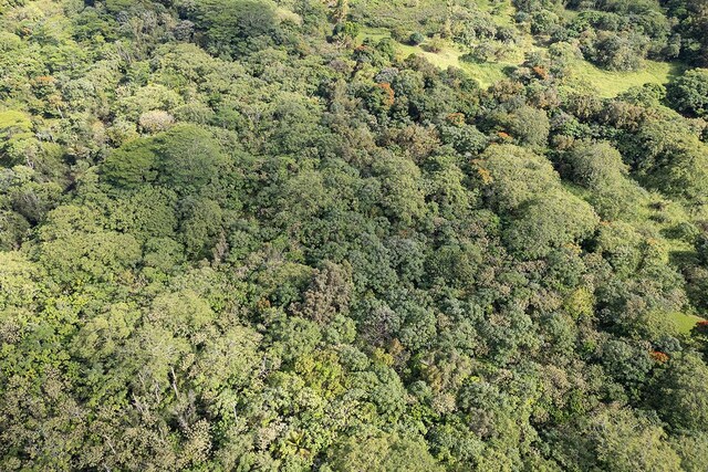 13-790 Kamaili Rd Lot 732, Pahoa, HI 96778 - photo 24