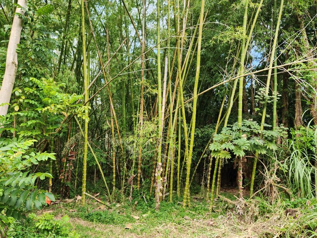 13-790 Kamaili Rd Lot 732, Pahoa, HI 96778 - photo 4