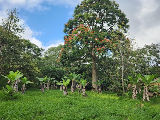 13-790 Kamaili Rd Lot 732, Pahoa, HI 96778 - photo 6