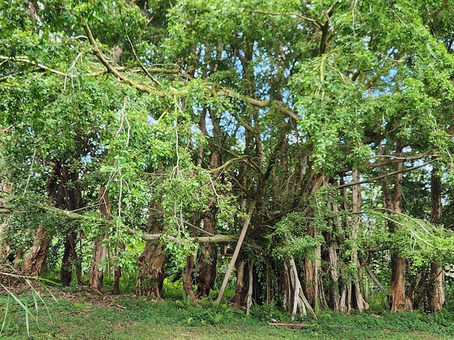 13-790 Kamaili Rd Lot 732, Pahoa, HI 96778 - photo 8