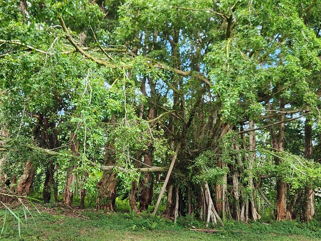 13-790 Kamaili Rd Lot 732, Pahoa, HI 96778 - photo 10