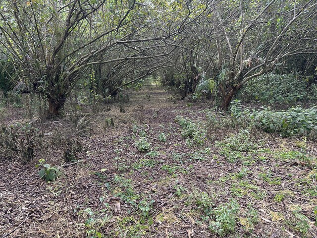 34th Ave, Keaau, HI 96749