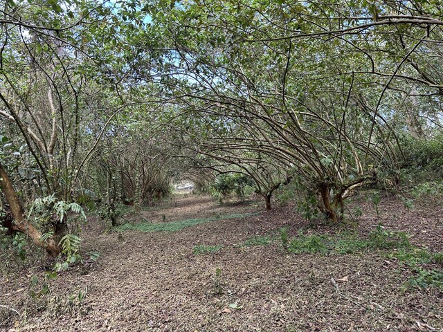 34th Ave, Keaau, HI 96749