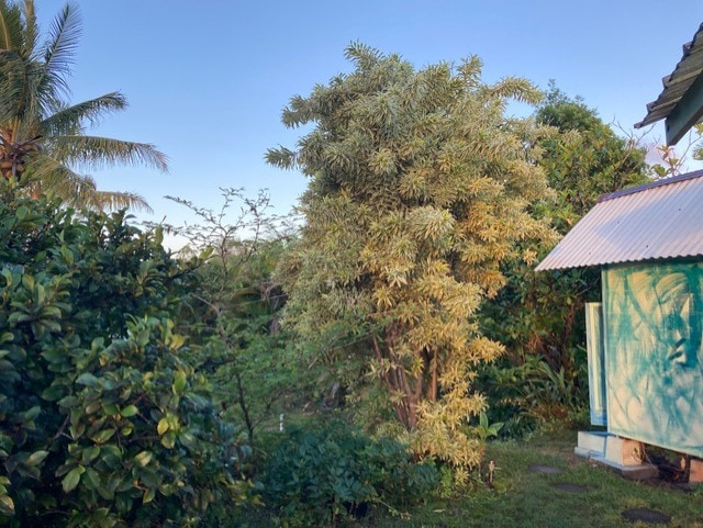 12-132 Kipuka, Pahoa, HI 96778 - view of yard