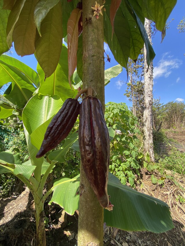 16-1588 Io Kea Rd, Mountain View, HI 96760