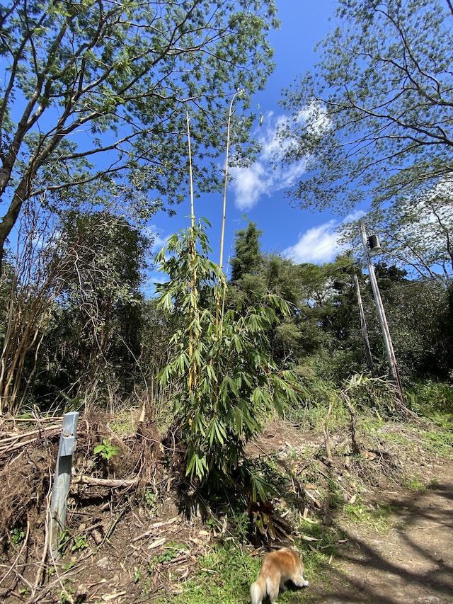 16-1588 Io Kea Rd, Mountain View, HI 96760