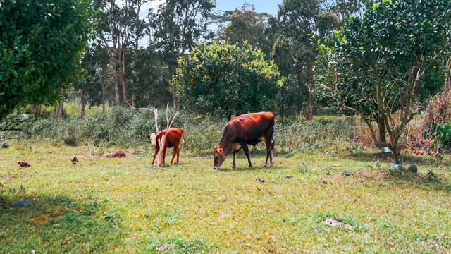 14-4047 Pahoa Kapoho Rd, Pahoa, HI 96778 - photo 5