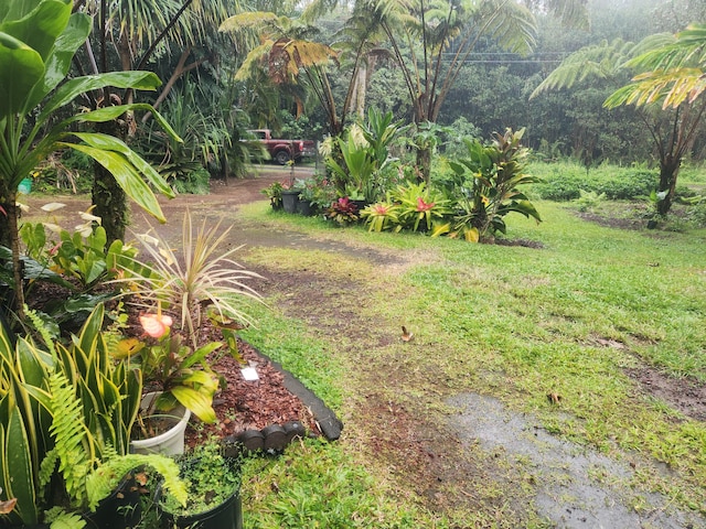 16-2126 Sugarcane Ln, Pahoa, HI 96778 - view of yard