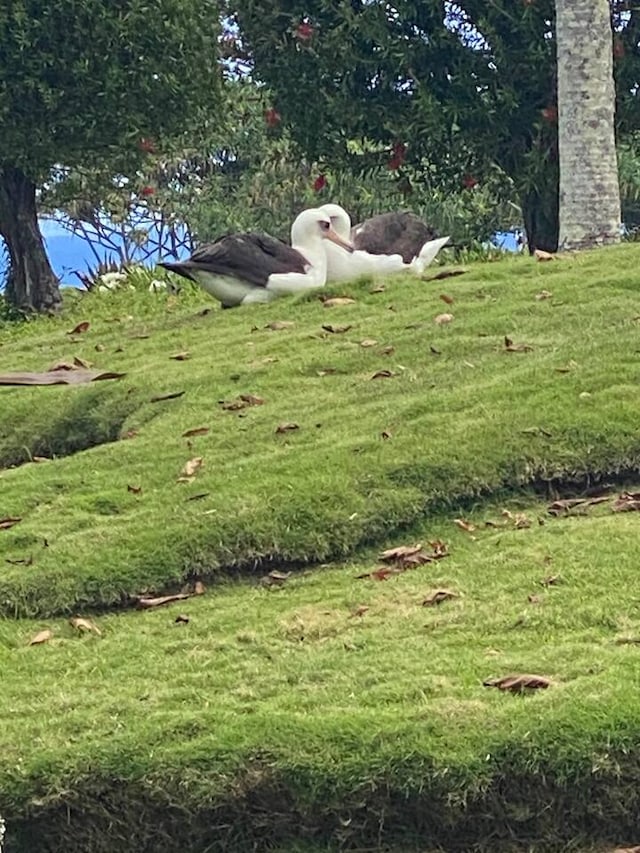 5250 Ka Haku Rd Unit 511, Princeville, HI 96722