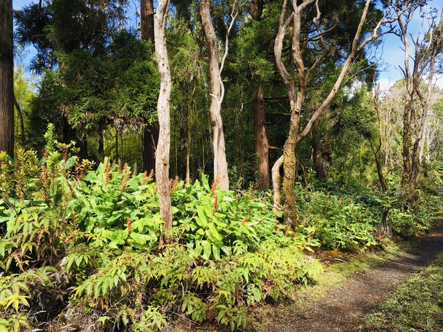 19-3862 Old Volcano Rd, Volcano, HI 96785