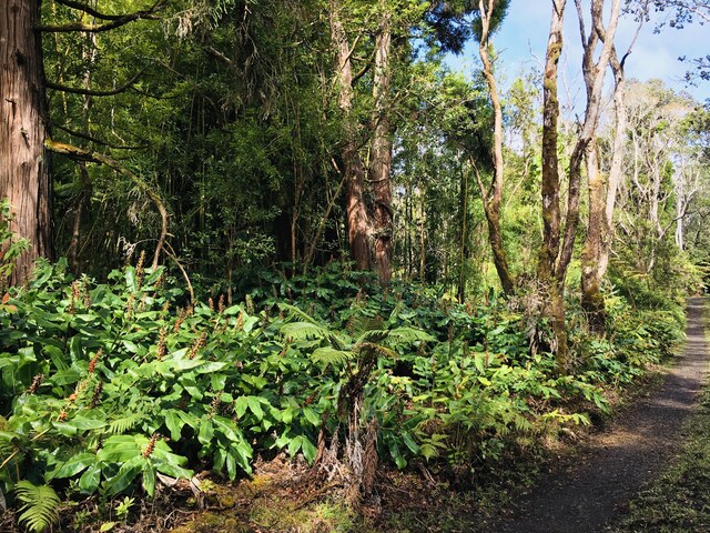19-3862 Old Volcano Rd, Volcano, HI 96785