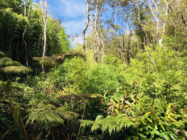 19-3862 Old Volcano Rd, Volcano, HI 96785