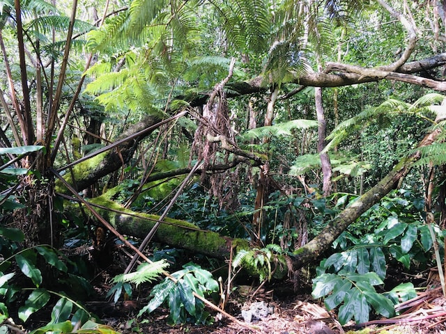 19-3862 Old Volcano Rd, Volcano, HI 96785