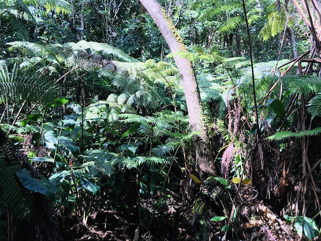 19-3862 Old Volcano Rd, Volcano, HI 96785