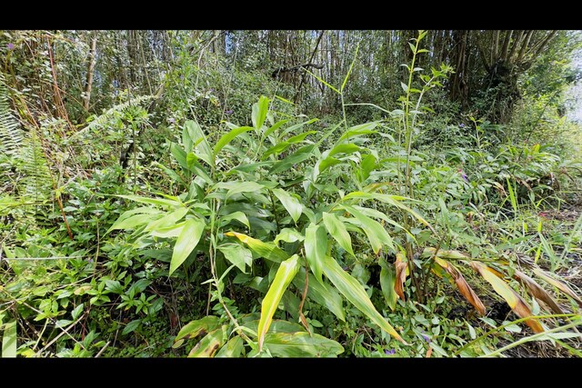 Hibiscus Dr, Pahoa, HI 96778